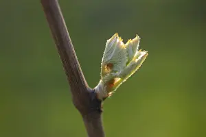 Viticulture Germany Prints: Young leaves of a grapevine in spring