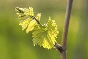 Grapevine Leaves Prints: Young leaves of a grapevine in spring