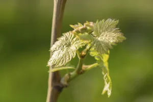 Young Grape Leaves Prints: Young leaves of a grapevine in spring