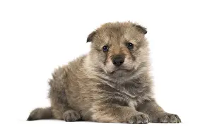 Carnivorous Animal Prints: Young Mongolian wolf, or grey wolf