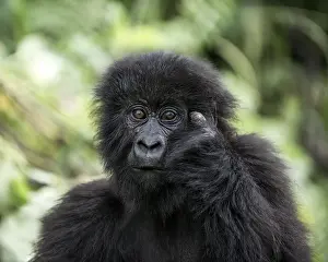Prints of Young mountain gorilla looking forward, hand resting on face in natural habit Mountain Gorilla Prints: Young Mountain Gorilla Print
