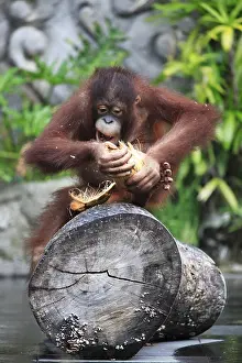 Orangutan Portrait Prints: Young orangutan with a nut of a coco