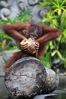 Orangutan Portrait Prints: Young orangutan with a nut of a coco