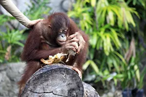 Zoo Animal Photography Prints: Young orangutan with a nut of a coco