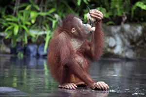 Southeast Asia Animal Prints: Young orangutan with a nut of a coco