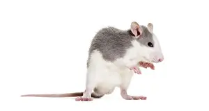 Bright Background Portraits Prints: Young Rat against white background