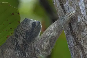 Sloth Prints: Young three-toed sloth climbing, Cahuita National Park Print