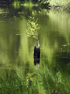 Framed Print : Young Tree in a Lake Print Framed Print : Young Tree in a Lake Print