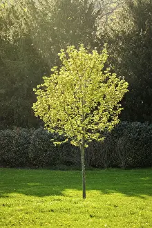 Symbolic Picture Of Springtime Prints: Young tree in spring in sun rays