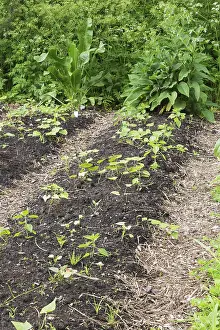 Vegetable Garden Prints: Young vegetable plants growing in vegetable garden plot in backyard in spring