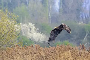 In Flight Wildlife Photos Prints: Young white-tailed eagle, Eurasian sea eagle