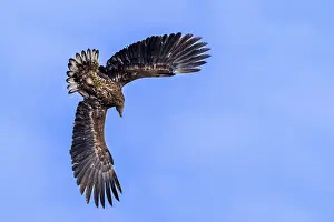 Springtime Wildlife Prints: Young white-tailed eagle, Eurasian sea eagle