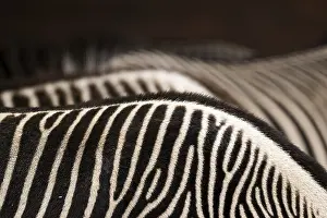 No People Animals Prints: Zebra