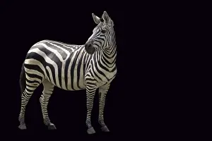 African Wildlife Prints: Zebra on a black background