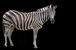 Tanzania Animal Pictures Prints: Zebra standing on a black background