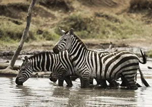 Tanzania Wildlife Photography Prints: Zebras standing and drinking in a river