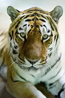 Predator In The Wild Prints: Zoo Hellabrunn, Tiger looking into the camera