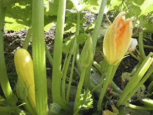 Garden Flowers Prints: Zucchini
