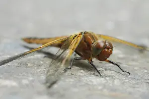 Threatened Species Europe Prints: Zweifleck (Epitheca bimaculata)