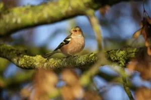 Fringilla Coelebs Prints: Buchfink