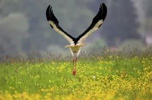 Vögel Prints: Storch
