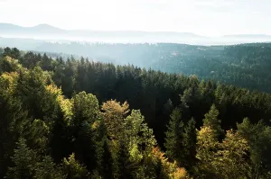 Wald Prints: Schwarzwald