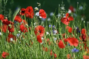 Wetter Prints: Bluhender Mohn
Blühender Mohn