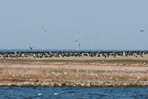 Bird Colony Prints: Aalscholver, Greater Cormorant, Phalacrocorax carbo