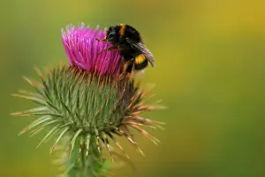Bombus Terrestris Prints: Aardhommel, buff-tailed bumblebee, Bombus terrestris