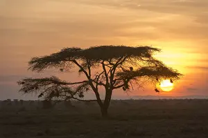 Africa Nature Reserve Prints: An acacia tree at sunset. Ndutu