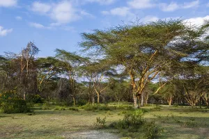 African Landscape Prints: Acacia trees forest