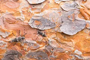 Longhorn Beetle Species Prints: Acanthocinus griseus