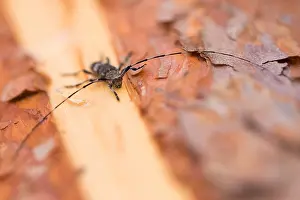 Longhorn Beetle Species Prints: Acanthocinus griseus