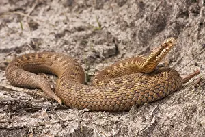 Adder Snake Prints: Adder, Common Viper, Vipera berus