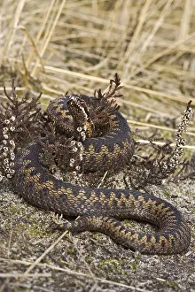 Adder Snake Prints: Adder, Common Viper, Vipera berus