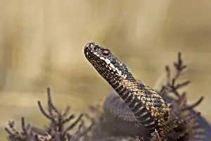 Adder Snake Prints: Adder, Common Viper, Vipera berus