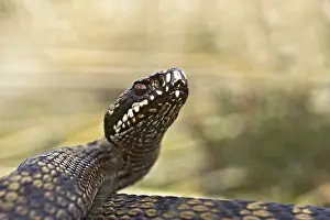 Adder Snake Prints: Adder, Common Viper, Vipera berus