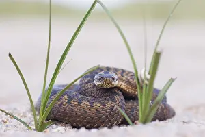 Adder Snake Prints: Adder, Vipera berus