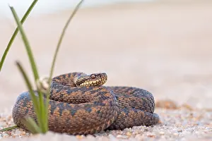 Vipera Berus Species Prints: Adder, Vipera berus