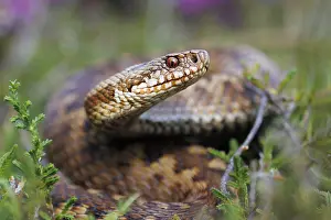Adder Snake Prints: Adder, Vipera berus