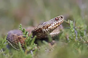 Vipera Berus Species Prints: Adder, Vipera berus