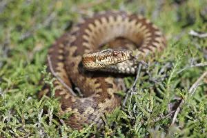 Vipera Berus Images Prints: Adder, Vipera berus