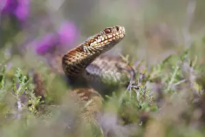 Adder Snake Prints: Adder, Vipera berus