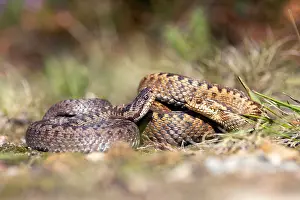 European Adder Species Prints: Adder, Vipera berus