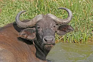 Syncerus Caffer Images Prints: African Buffalo (Syncerus caffer)