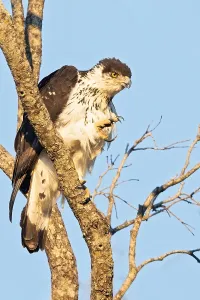 Framed Print : African Hawk-Eagle Print: Perched on a Branch in Angola Framed Print : African Hawk-Eagle Print: Perched on a Branch in Angola