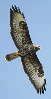 Birdwatching In Europe Prints: AGAMI - Buizerd, Common Buzzard