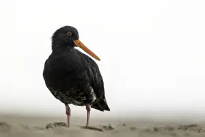 Tropical Birds Images Prints: AGAMI - Variable Oystercatcher