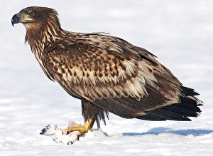 Bird Of Prey Photos Prints: AGAMI - Zeearend, White-tailed Eagle