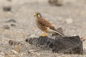 African Raptors Prints: Alexander's Kestrel